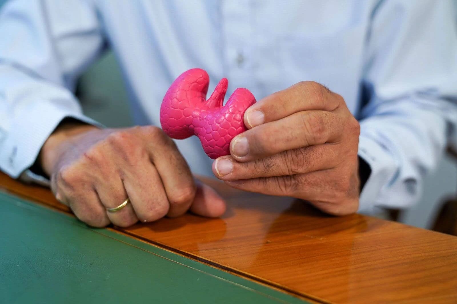 Modell einer Schilddrüse in den Händen von Prof. Dr. Christian Scheuba